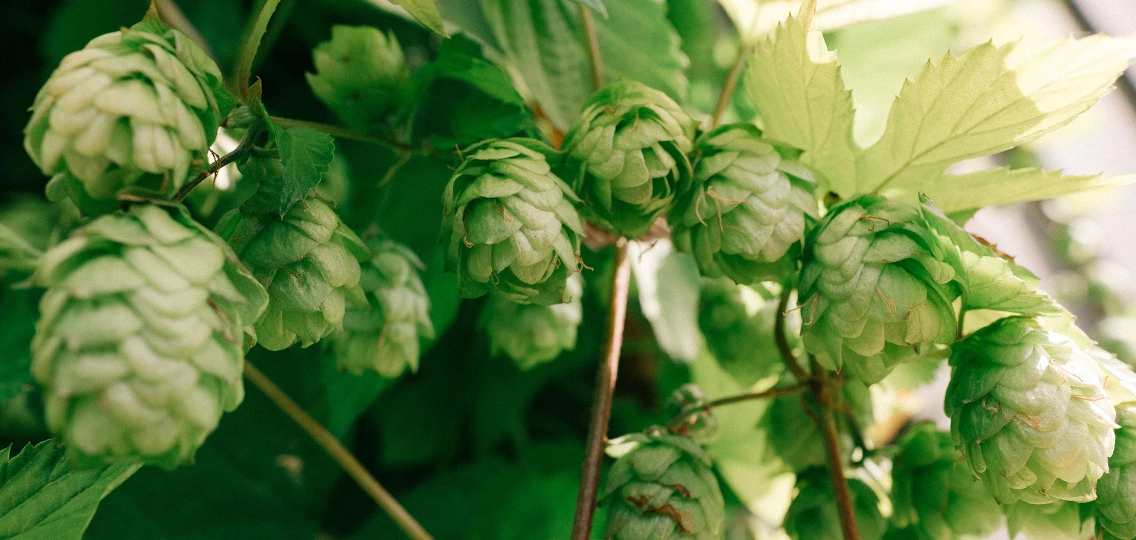 Hop Flavour Profiles